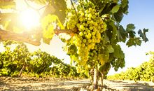 诡魅塔罗Victor预测12星座10月20日运势