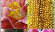 你是怎样的傻瓜？