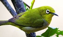 心理测试：三只鸟，哪只正要飞走？测你最近会有什么意外之喜