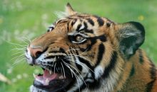 做梦梦到三只老虎