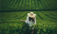 生肖龙事业成功的保证