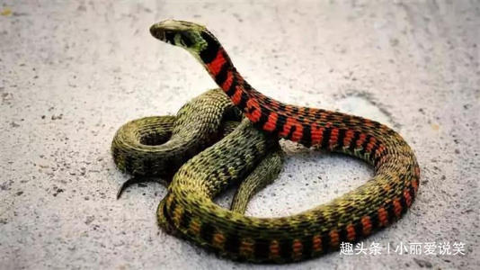 中国生肖蛇2012年龙年