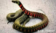 生肖蛇2012龙年财运