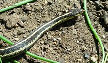 梦见被蛇缠住了身体