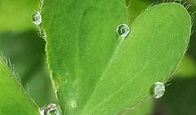 Miss A Tarot心灵塔罗星座周运(5.1-5.7)