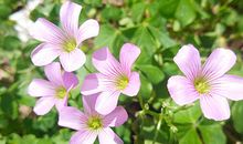 神叨酱塔牌测试5.2日运