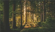 女人梦见别人家办喜事