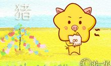 属猪为什么追不到自己喜欢的人