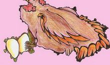 属鸡人会因什么而疯狂