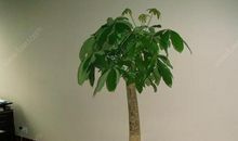 发财树放错地方会漏财吗