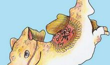 属马人会因什么而疯狂