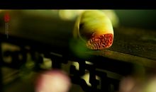 出生月份看生肖马今生的姻缘