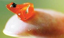 出生月份看生肖猪今生的姻缘