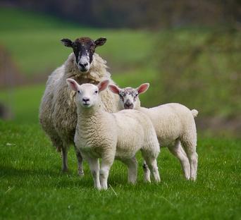 逐年，逐月，逐日和按时间对生肖绵羊的详细说明