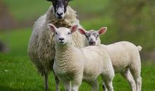 生肖羊逐年、逐月、逐日、逐时福禄详解