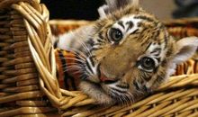 生肖虎逐年、逐月、逐日、逐时福禄详解