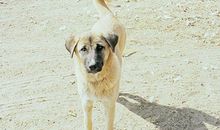 十二生肖年份对照表