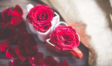 属羊本命年结婚好吗