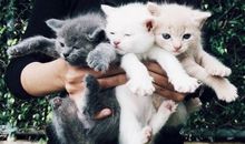 星灵塔罗周运势（7.17-7.23）