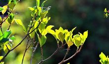 春分的解释，春分的习俗