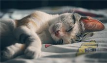 梦见饺子是什么意思