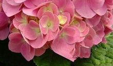 心理测试：四种幸运花，你会选哪种？测试你的人生会有好运眷顾吗