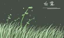 2020白露节气当中的气候特点 代表性植物