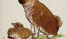 属狗的贵人属相