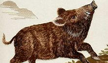 属猪的贵人属相