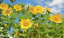 十二生肖的贵人属相