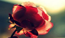 妻子，二奶or梦中情人？