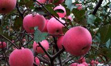 心理测试：你最想摘哪个水果来吃？秒测你最近是否行大运