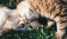 生肖狗一生有几个死党