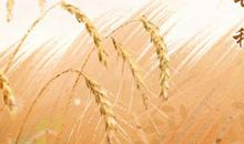 芒种三候分别是哪三候