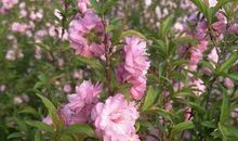 生肖虎的简单算命