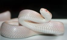 梦见蛇断成了几节