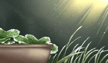 霜降的时候吃什么