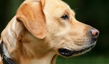 梦见家里养了一只小狗