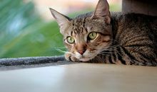 梦见自己是一只猫