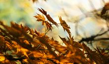 立秋的由来和风俗