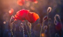 女人口型看桃花运