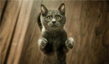 做梦梦到一窝小猫