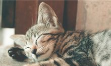 孕妇梦到三只小猫