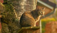 做梦梦见猫生小猫好不好