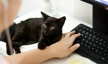 梦到好多只小猫