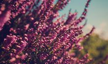 梦见樱桃花开是怎么回事