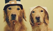 生肖狗改善人缘的方法