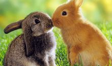 生肖兔改善人缘的方法