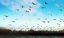 民间歌曲，土族的精神财富