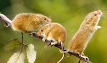 生肖鼠改善人缘的方法